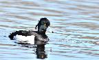 Male Tufted Duck