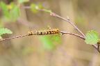 Oak Eggar Caterpillar Foulshaw May