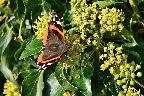 Red Admiral Leighton Moss Oct