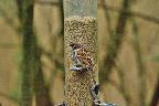 Tree sparrow Foulshaw May