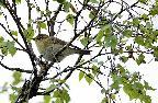 Willow warbler Foulshaw May