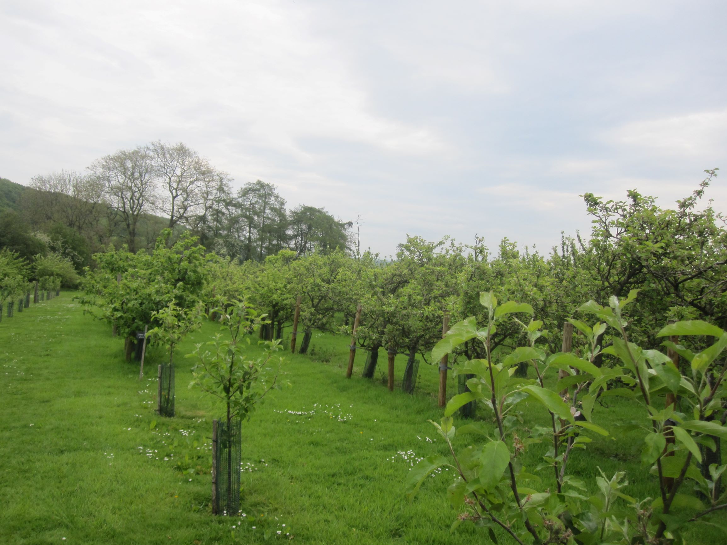 Apple Orchard Ampleforth