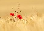 August - Poppies in a wheat field