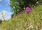 July - Orchids on Wendover Arm