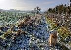November - a frosty field near Wilstone