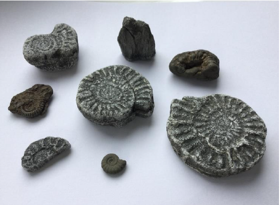 Fossils found by Peter and Helen