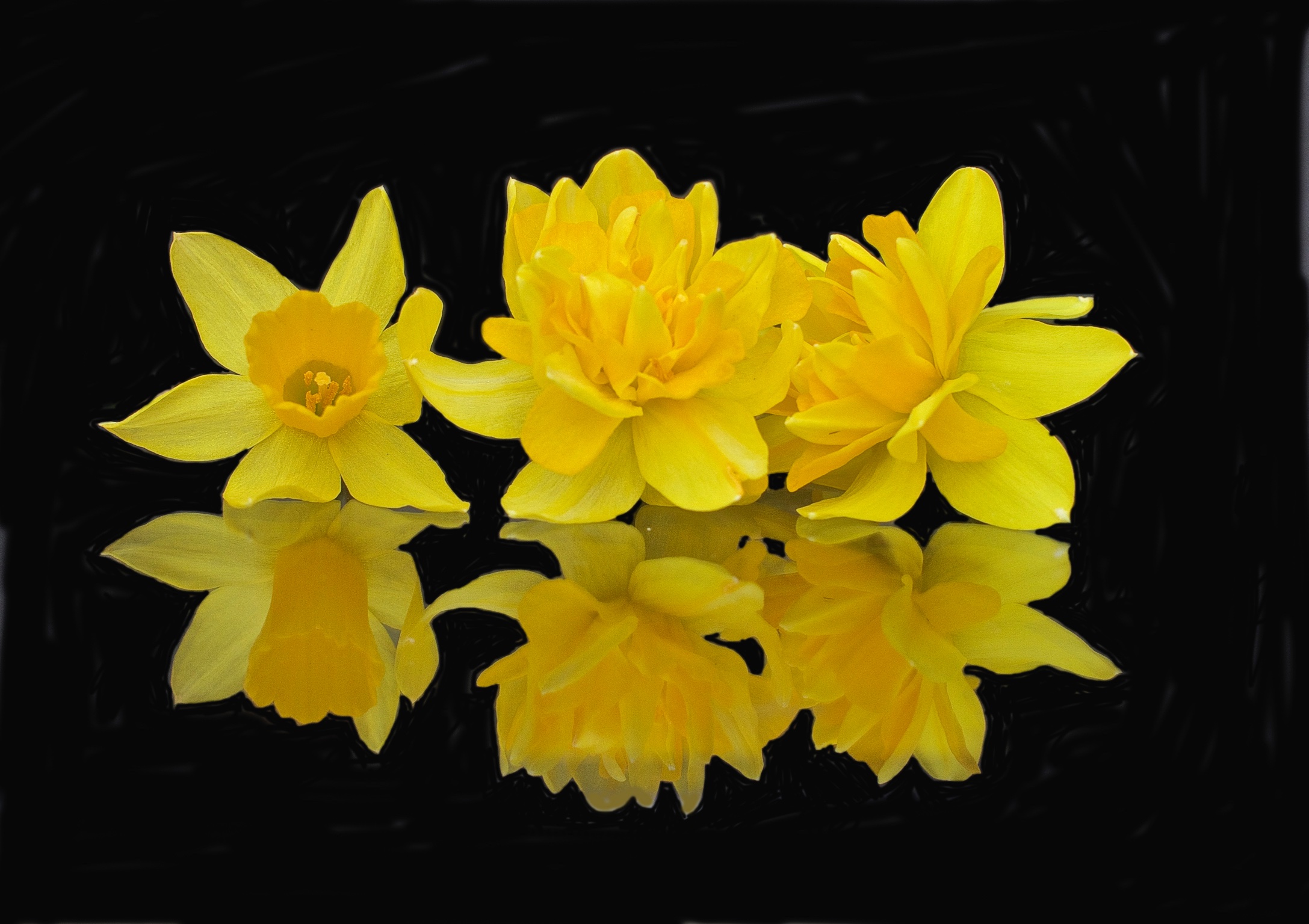 05 Daffodil Reflections
