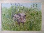 Wild Boar by Marion Coleman