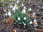 Snowdrops by Marion Coleman