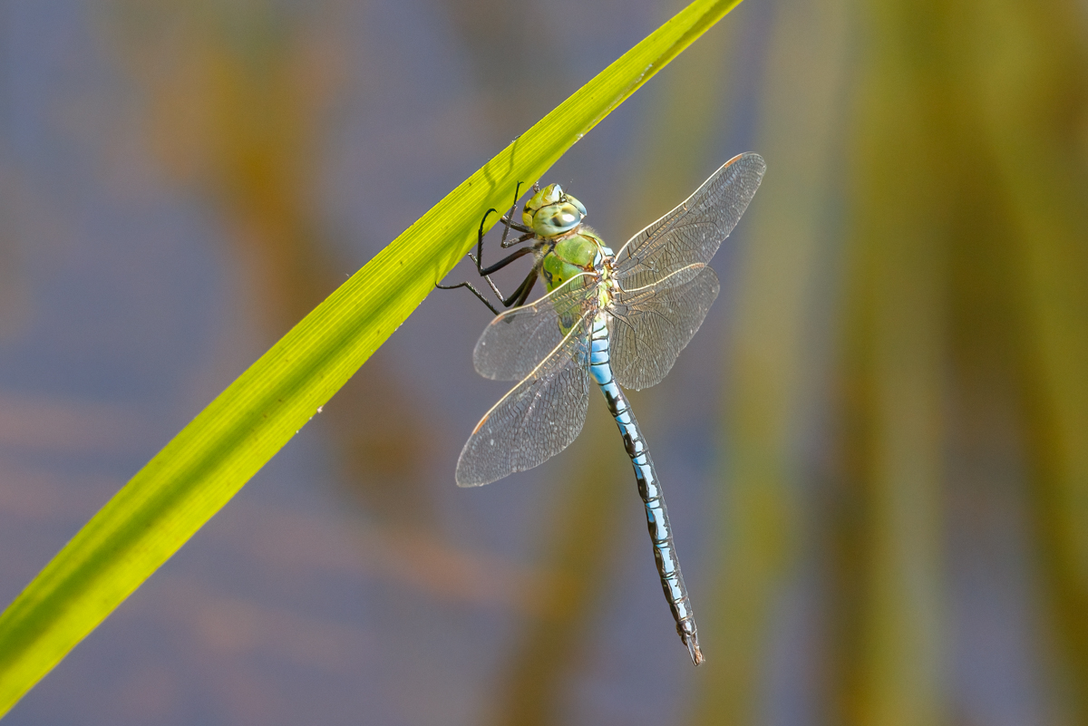 Emperor Dragonfly - photo © Simon Tull