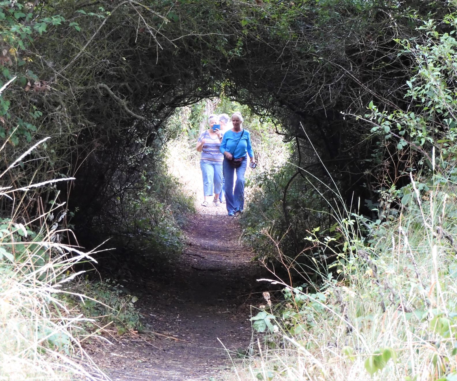 natural tunnel by the Colne