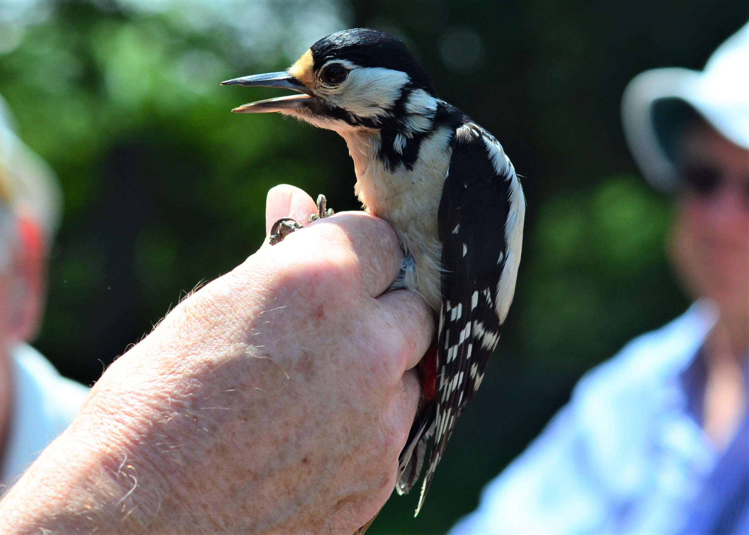 ringing woodpeckers at Minsmere RSPB