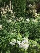Hidcote White Garden