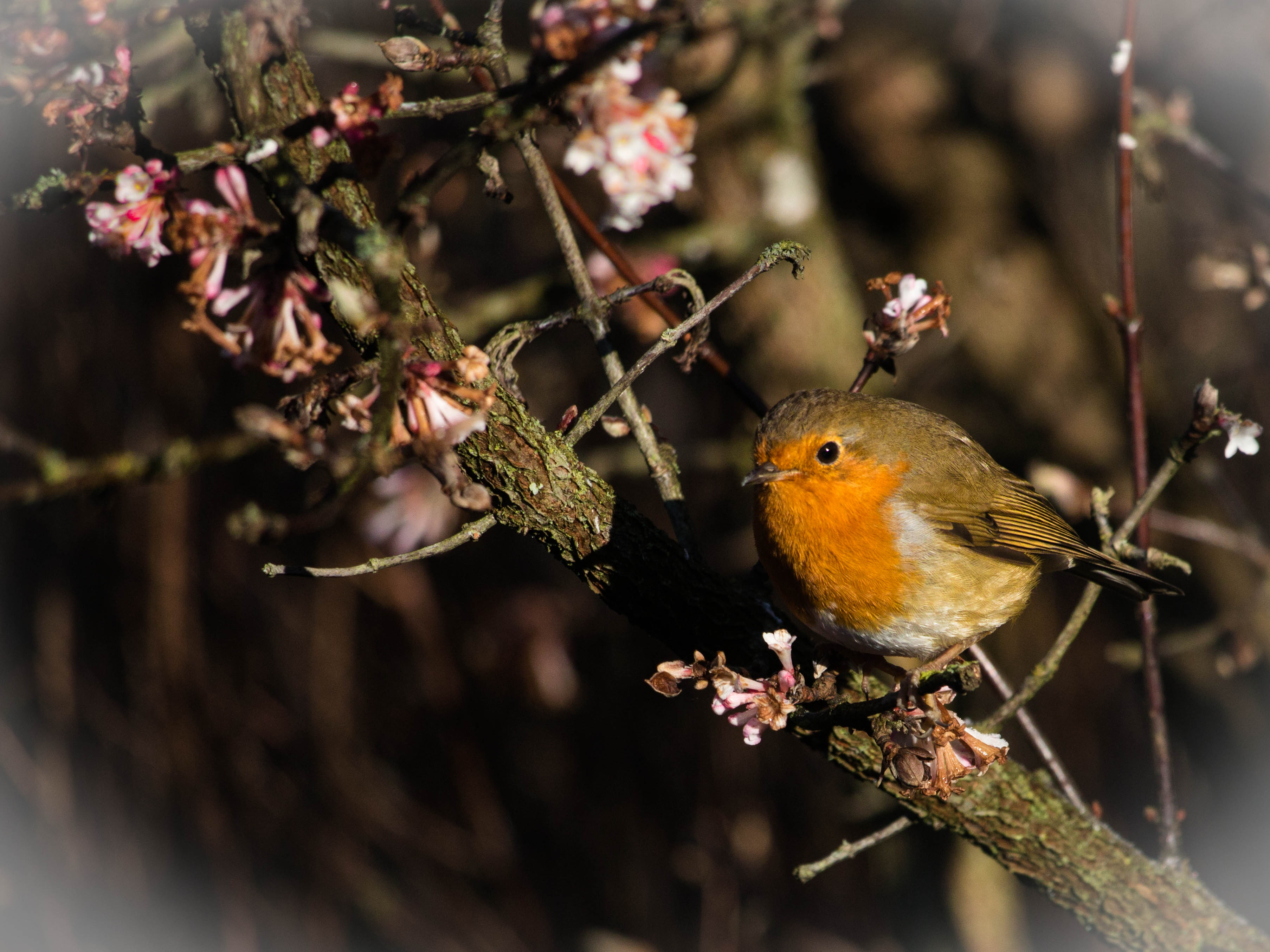 Robin amongst Cherry Blossom
