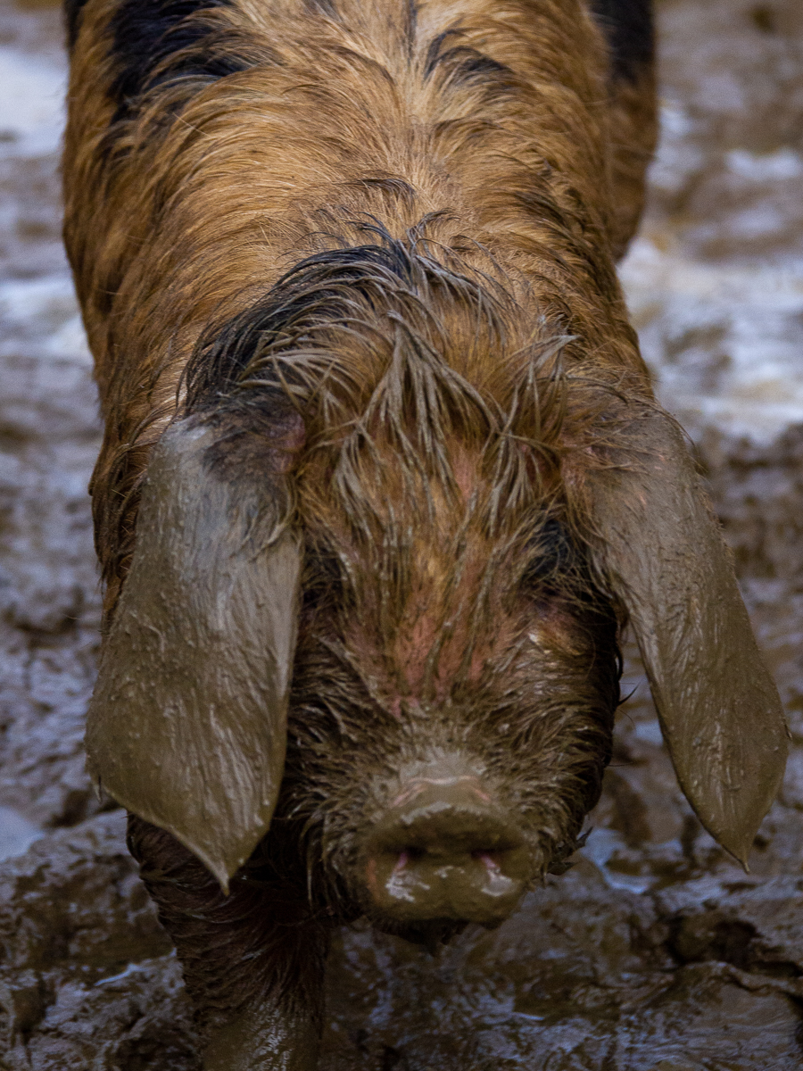 Pigs Like Mud