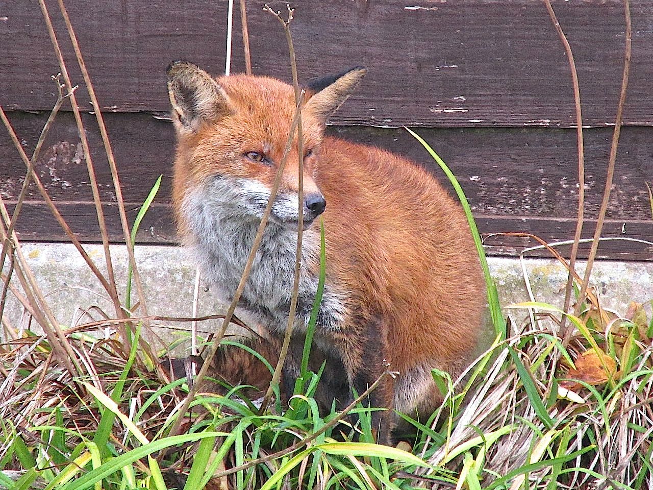 Good morning Mr Fox