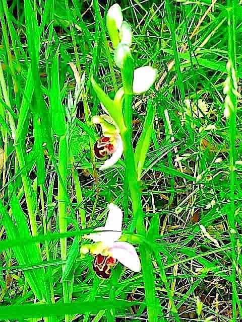 Rare Bee Orchid found in Gatley