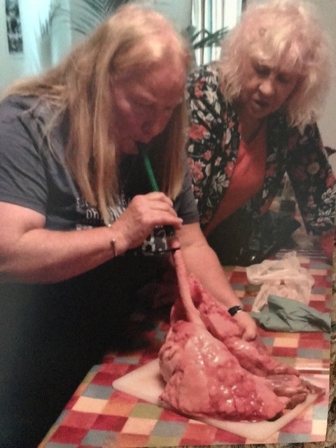 Inflating a pig’s lungs!
