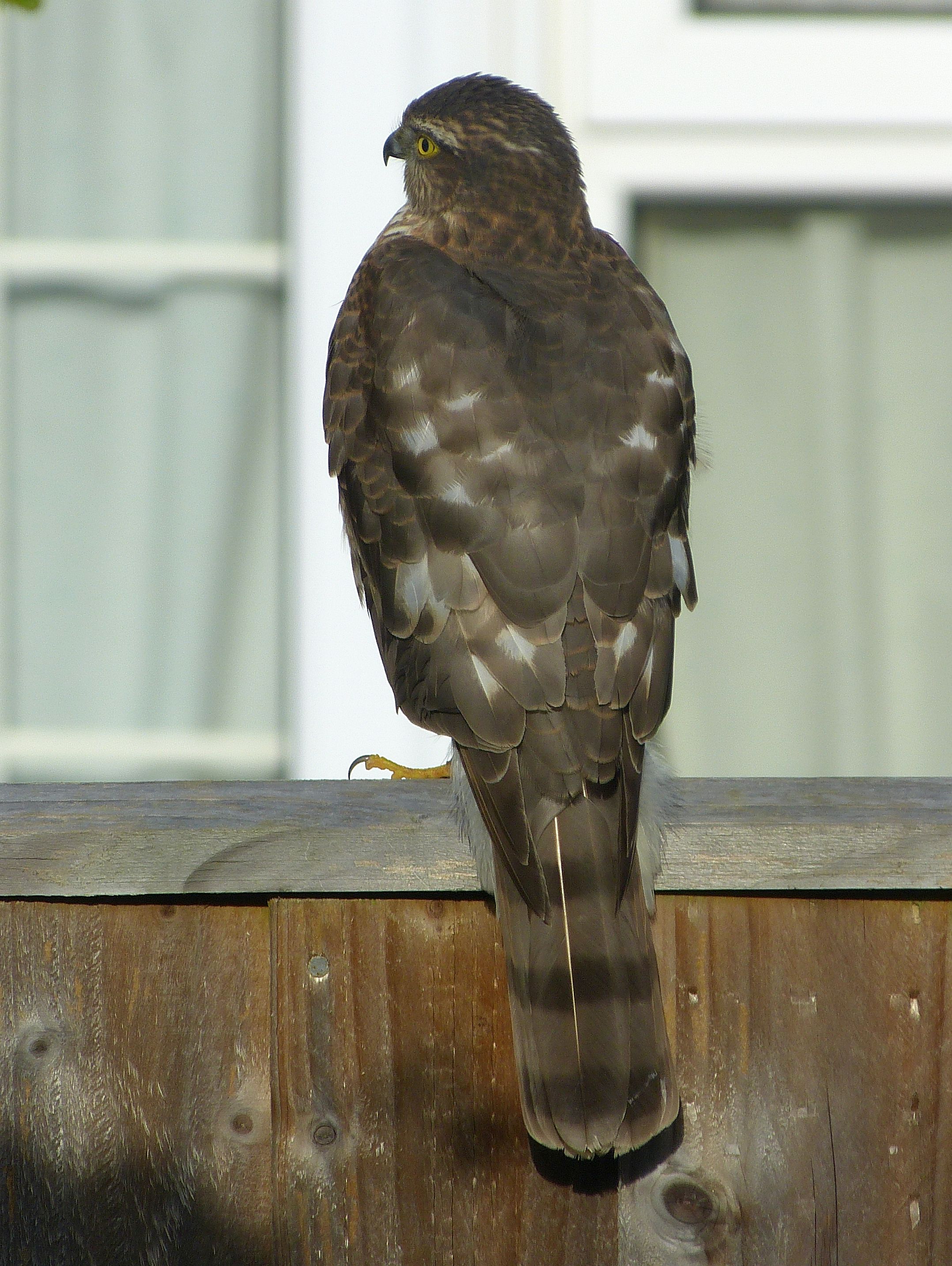 A Chippy sparrowhawk