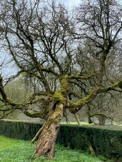 Ancient mulberry tree planted in 1620