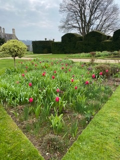 Tulips in the borders
