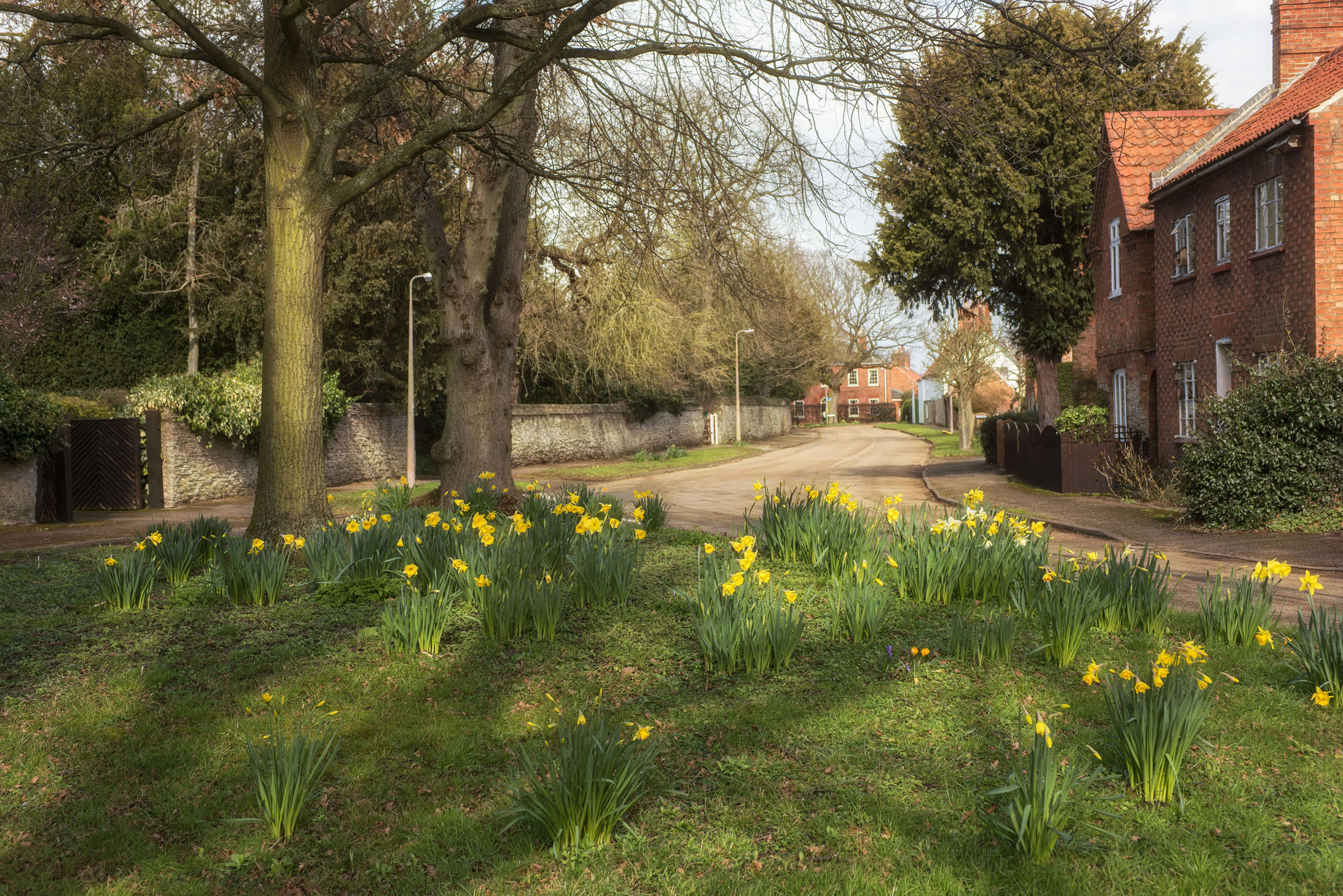 Spring in Collingham by Paul Bass