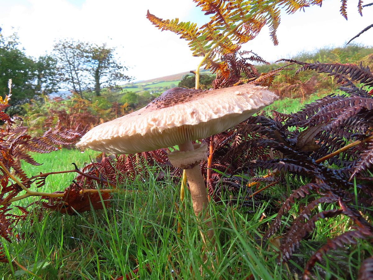 Oct walk. its a mushroom!
