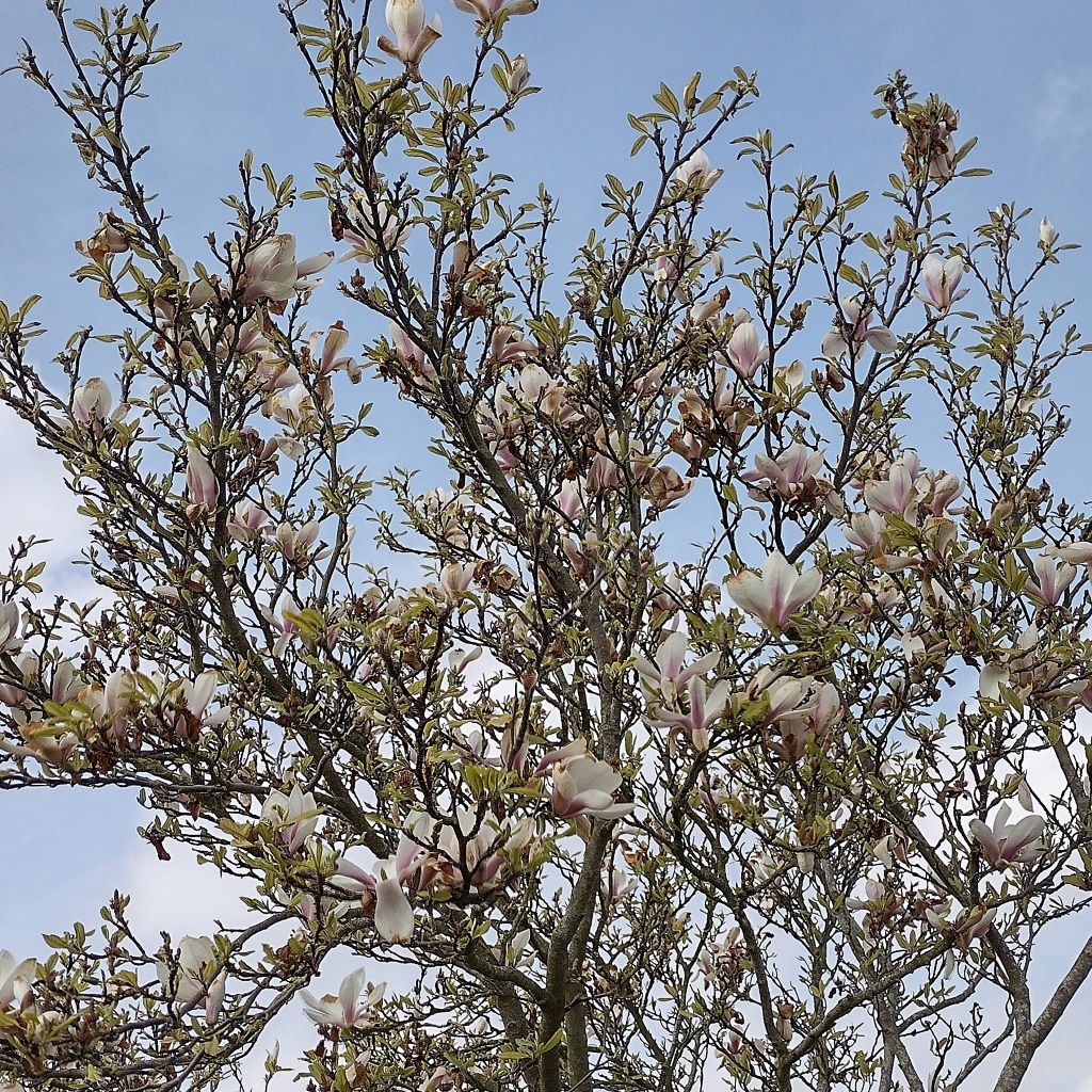 Magnolia Apr 2023