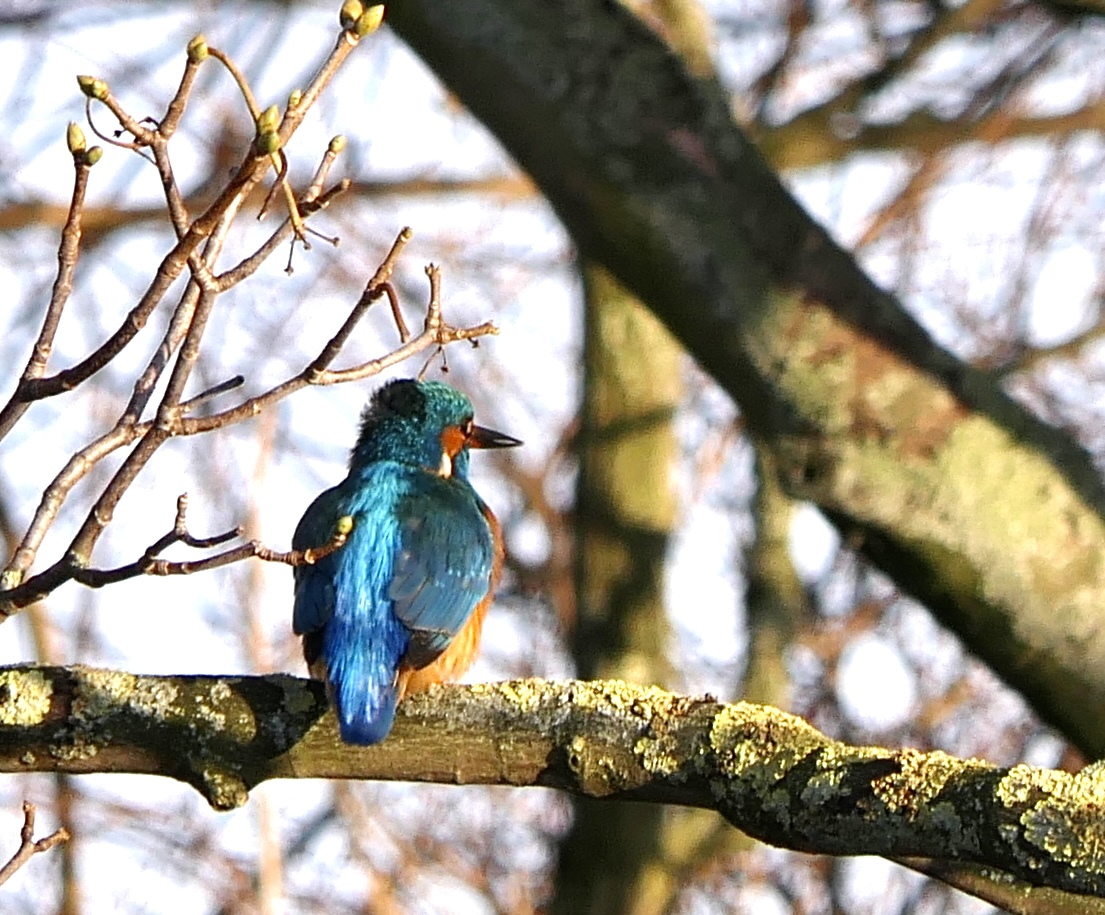 You might spot a kingfisher by the canal