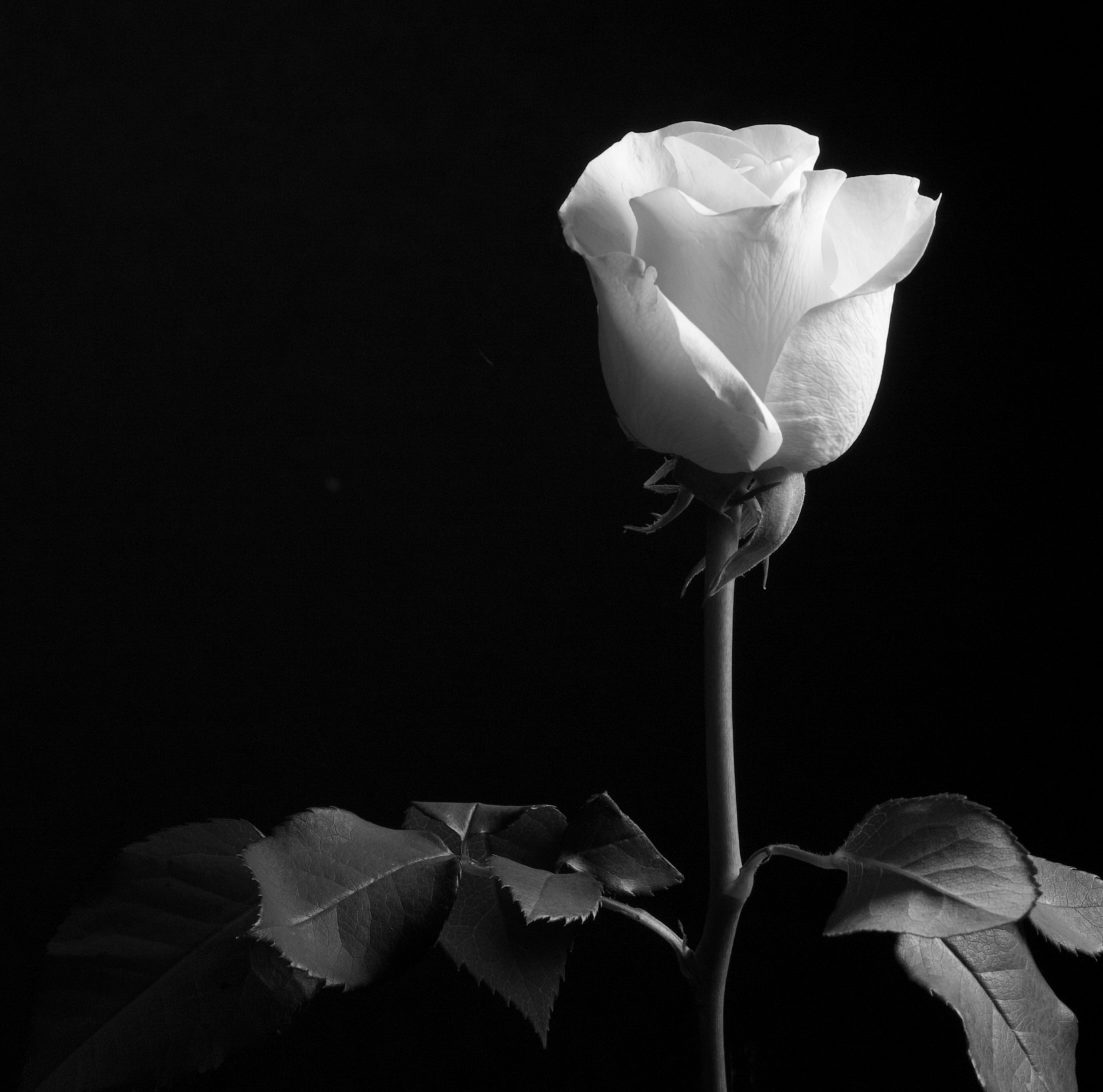 A Single Rose by Joyce Gemmell