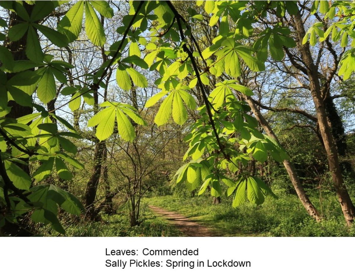 LEAVES - Commended