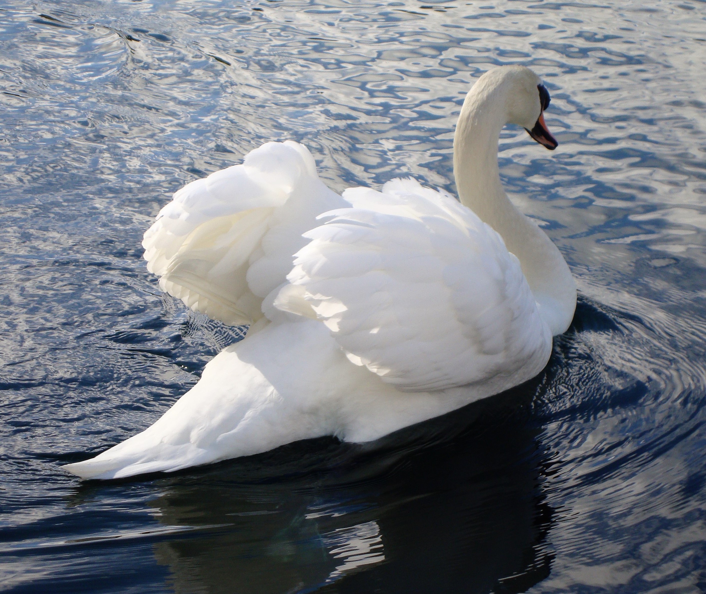 Swan at Rouken Glen