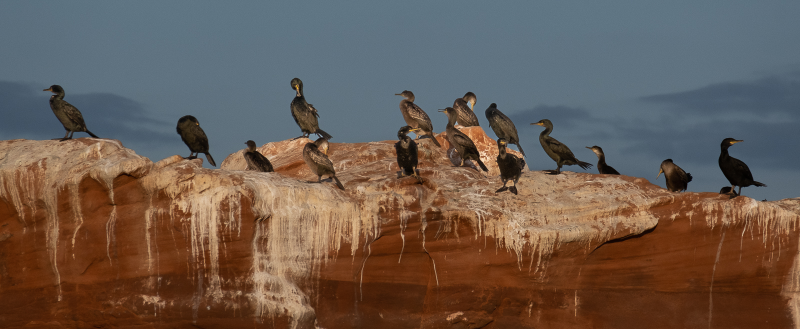 Cormorants at Straight Point