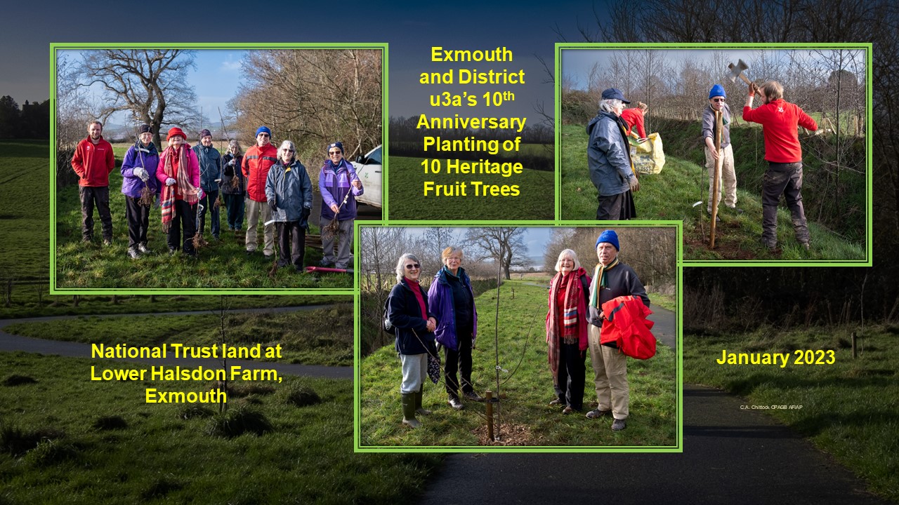 10 Fruit Trees for 10 Years Exmouth u3a