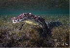 Saltwater Crocodile - by David Keep