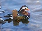 Mandarin Duck at Thornton Reservoir