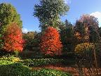 Autumn Colour at Sir Harold Hillier Gdn
