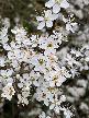 Paul - Blackthorn Blossom
