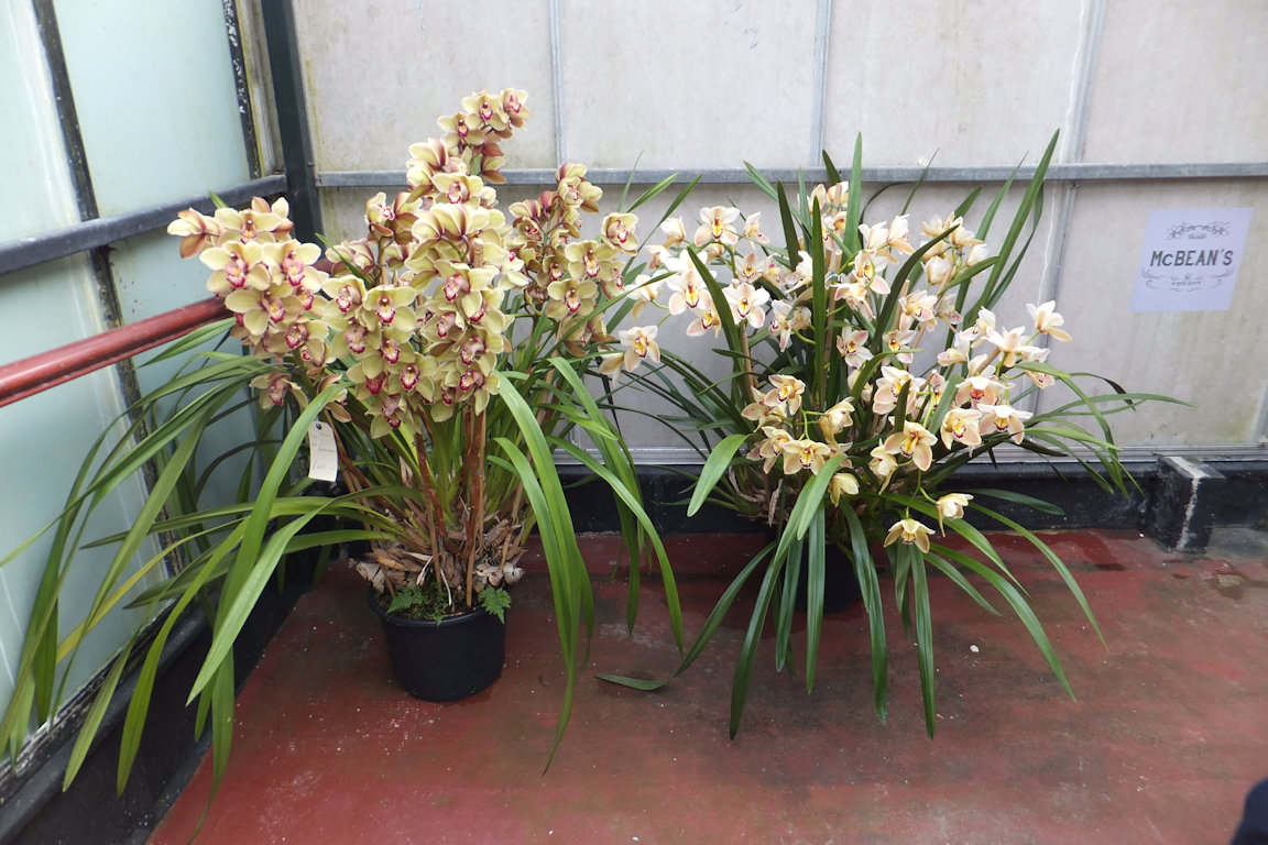 McBean Orchids 2