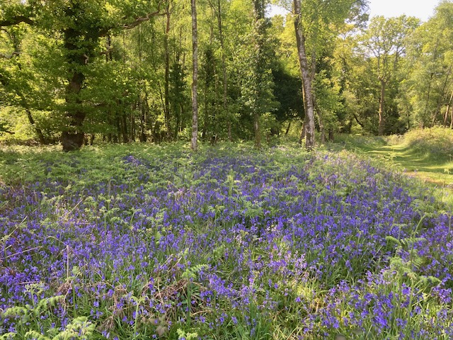 Bluebells in Roydon Woods