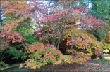 Autumn Colours at Batsford
