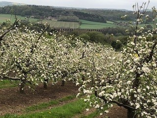 Apple trees in bloom on our April walk