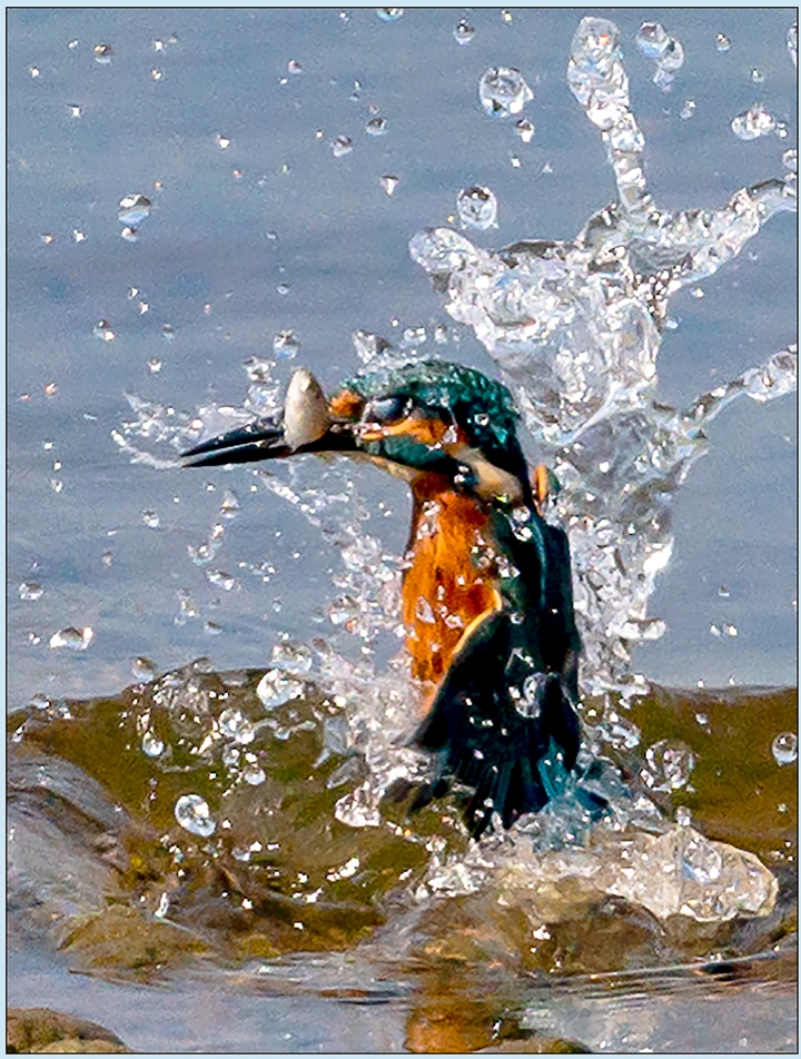 Kingfisher with Fish for Lunch