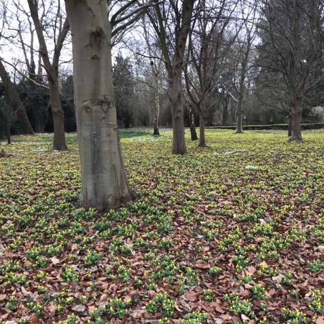 Little Ponton - snowdrops and acconites
