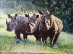 Rhino by Dee
