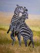 Zebra by Dee