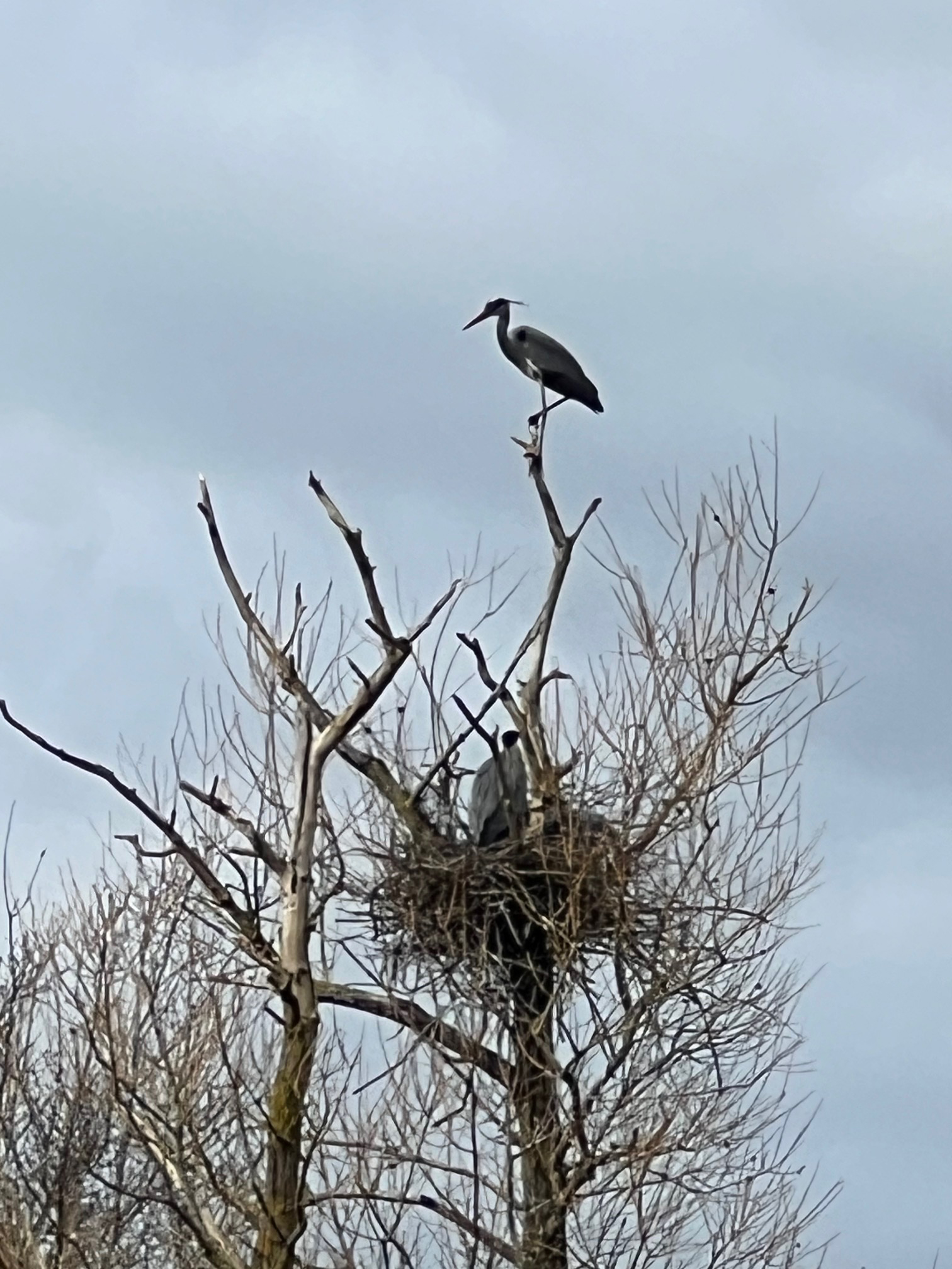 Herons and chicks in nest