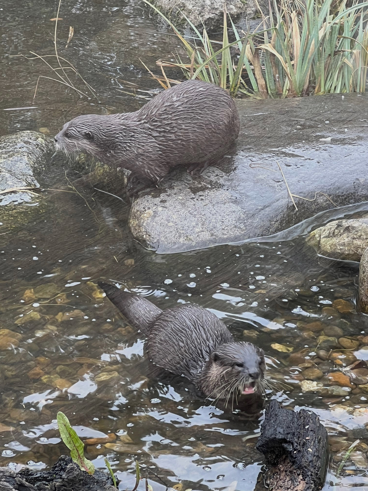 Short Toed Otters
