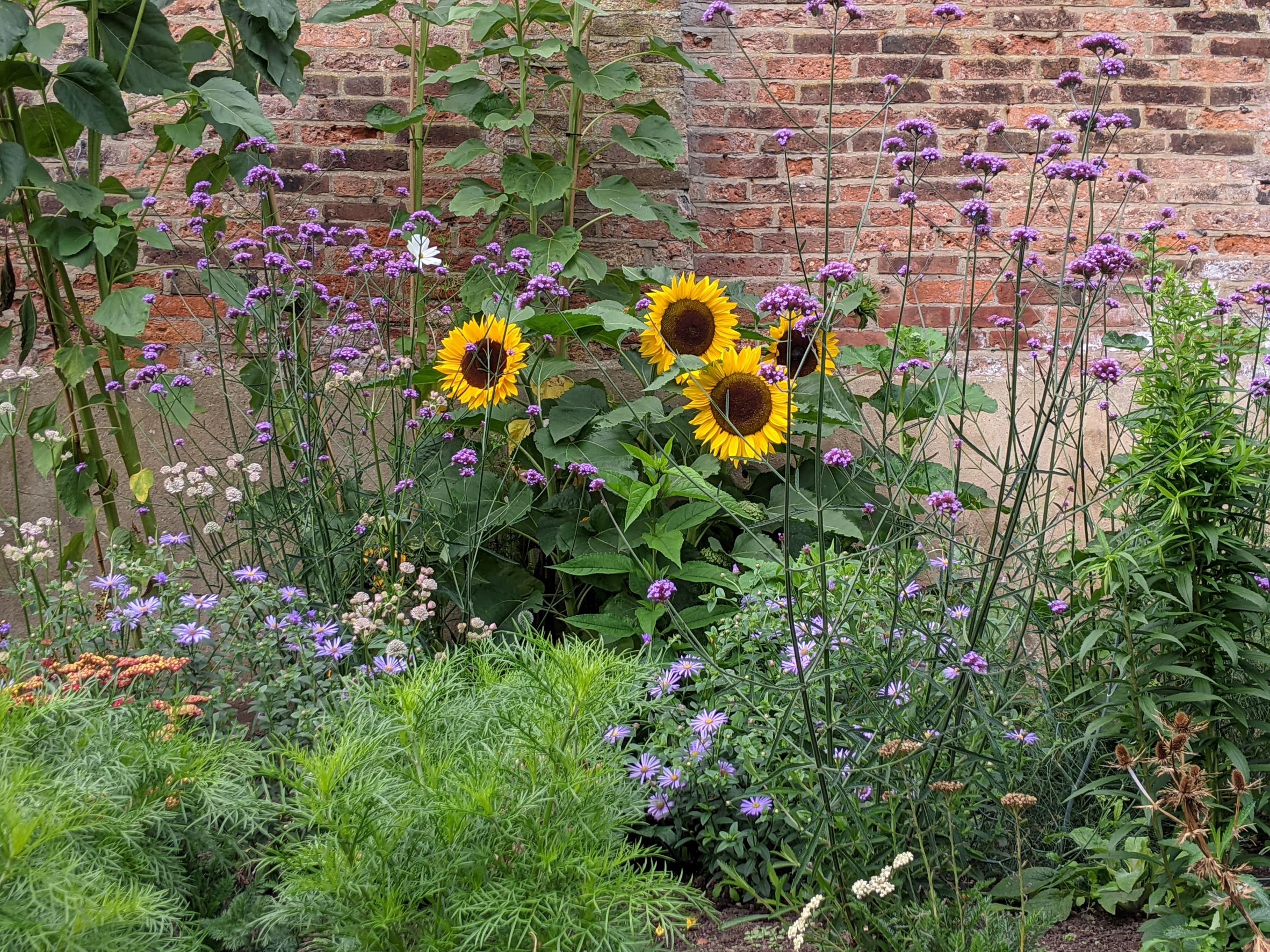Darley Abbey  - Sunflowers