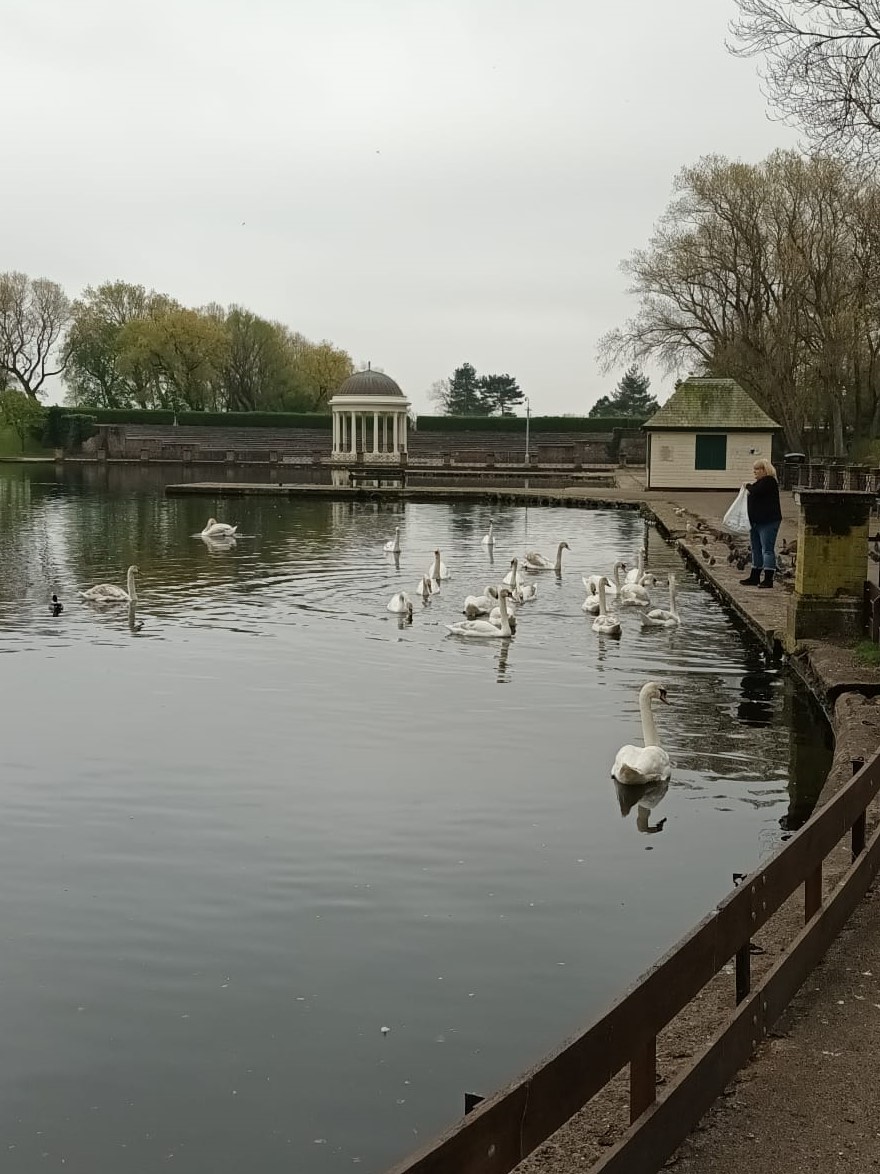 Mute Swans in Stanley Park